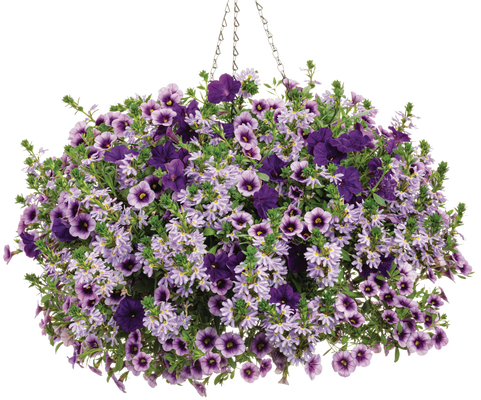 Lavender Lipstick- Hanging Basket Kit
