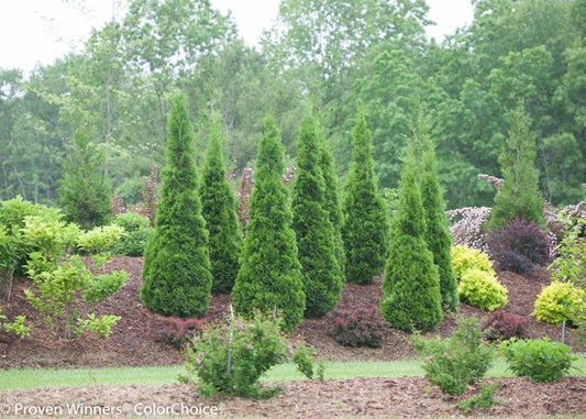 North Pole¬¨¬Æ  Arborvitae 