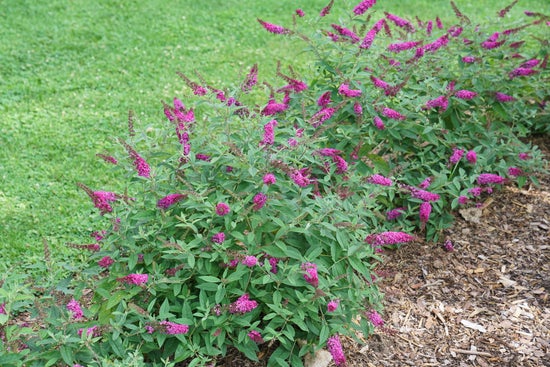 Lo & Behold Ruby Chip¬¨¬Æ  Butterfly Bush 