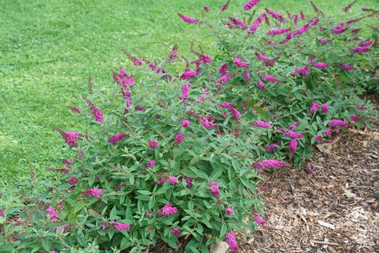 Lo & Behold Ruby Chip¬¨¬Æ  Butterfly Bush 