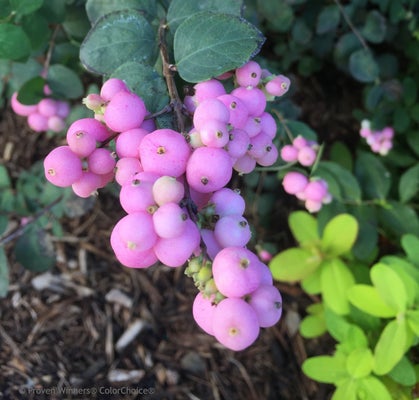 Proud Berry¬¨¬Æ  Coralberry 