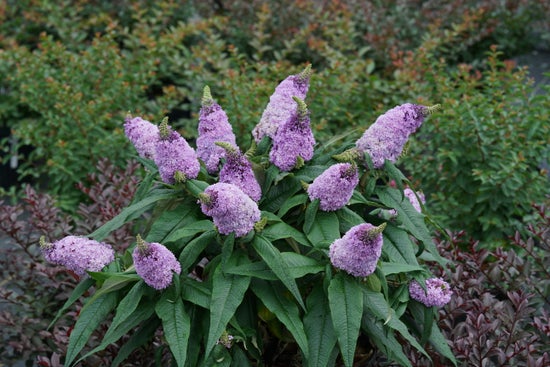 Pugster¬¨¬Æ Amethyst  Butterfly Bush 