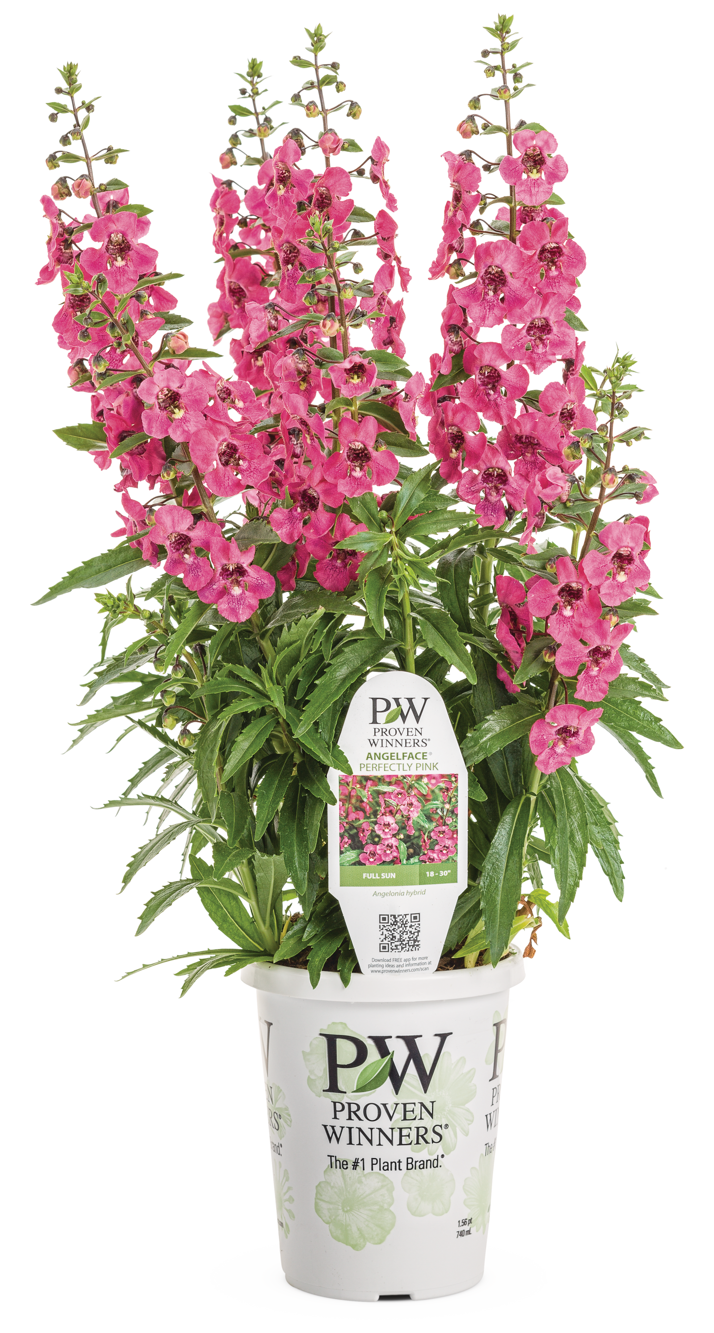 Angelonia Angelface Perfectly Pink