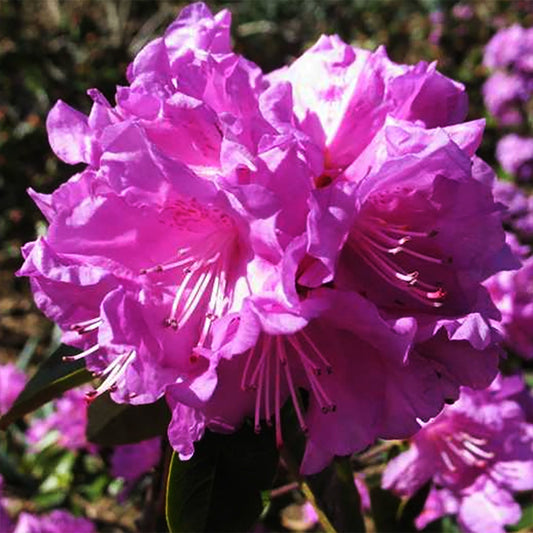 P.J.M. Elite Rhododendron