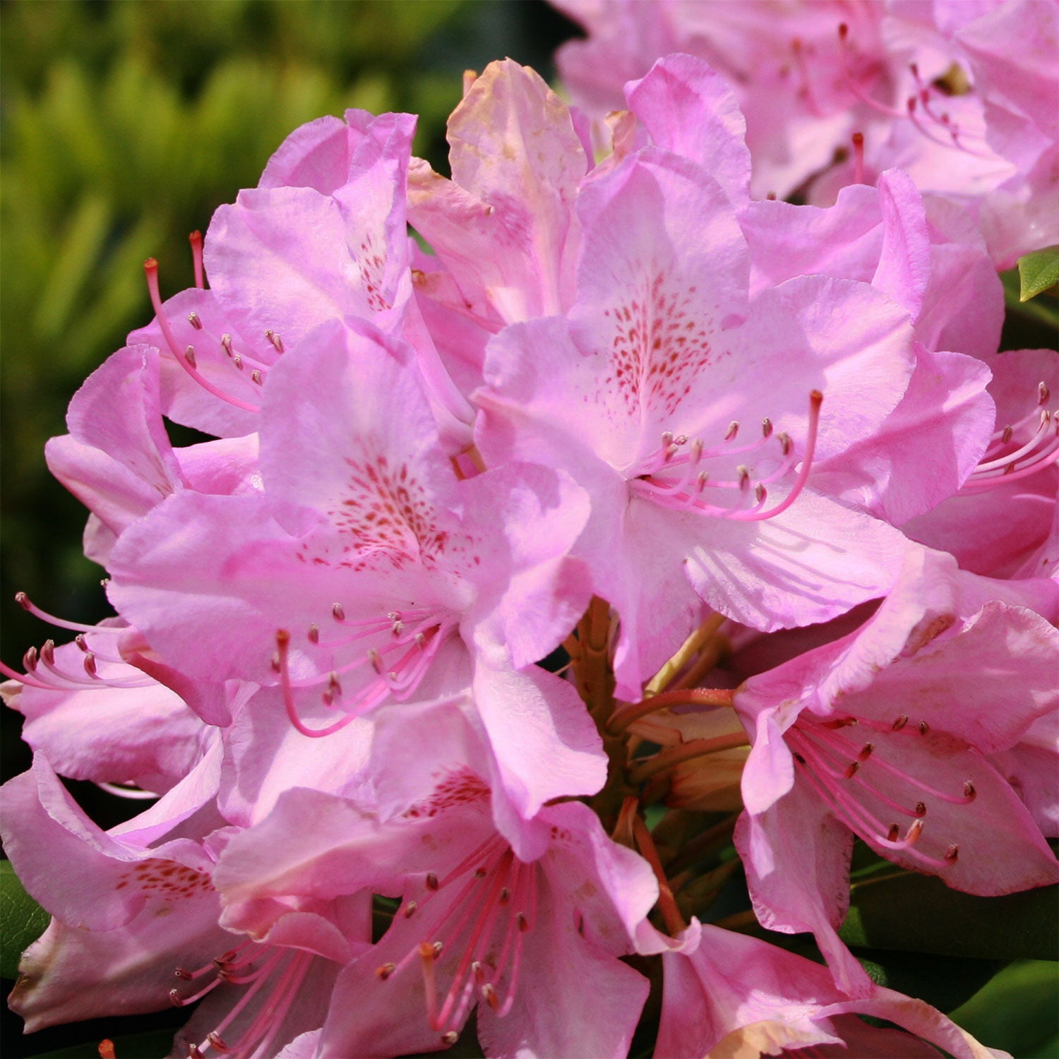 Rhododendron rose