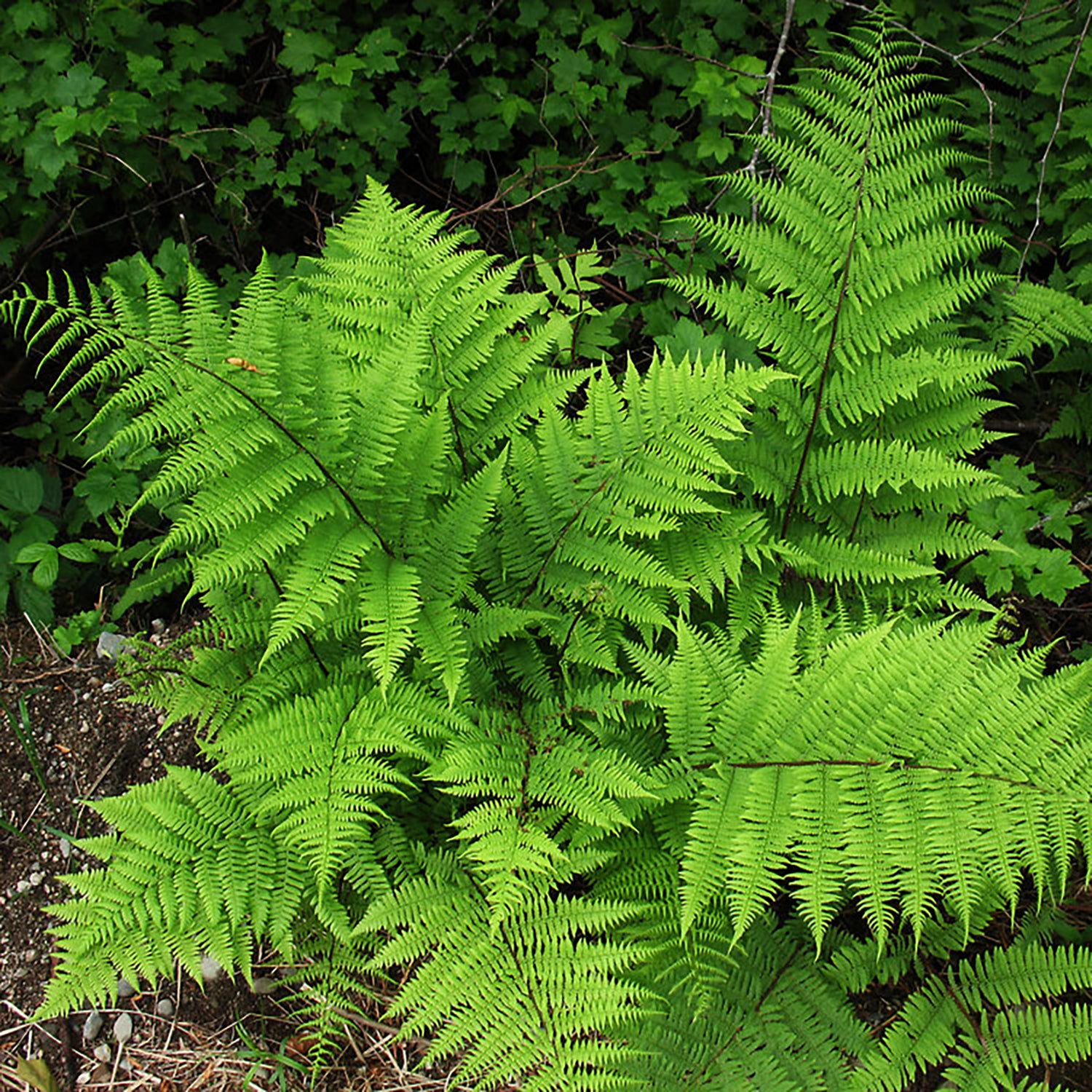 Lady Fern – LandscapeDirect