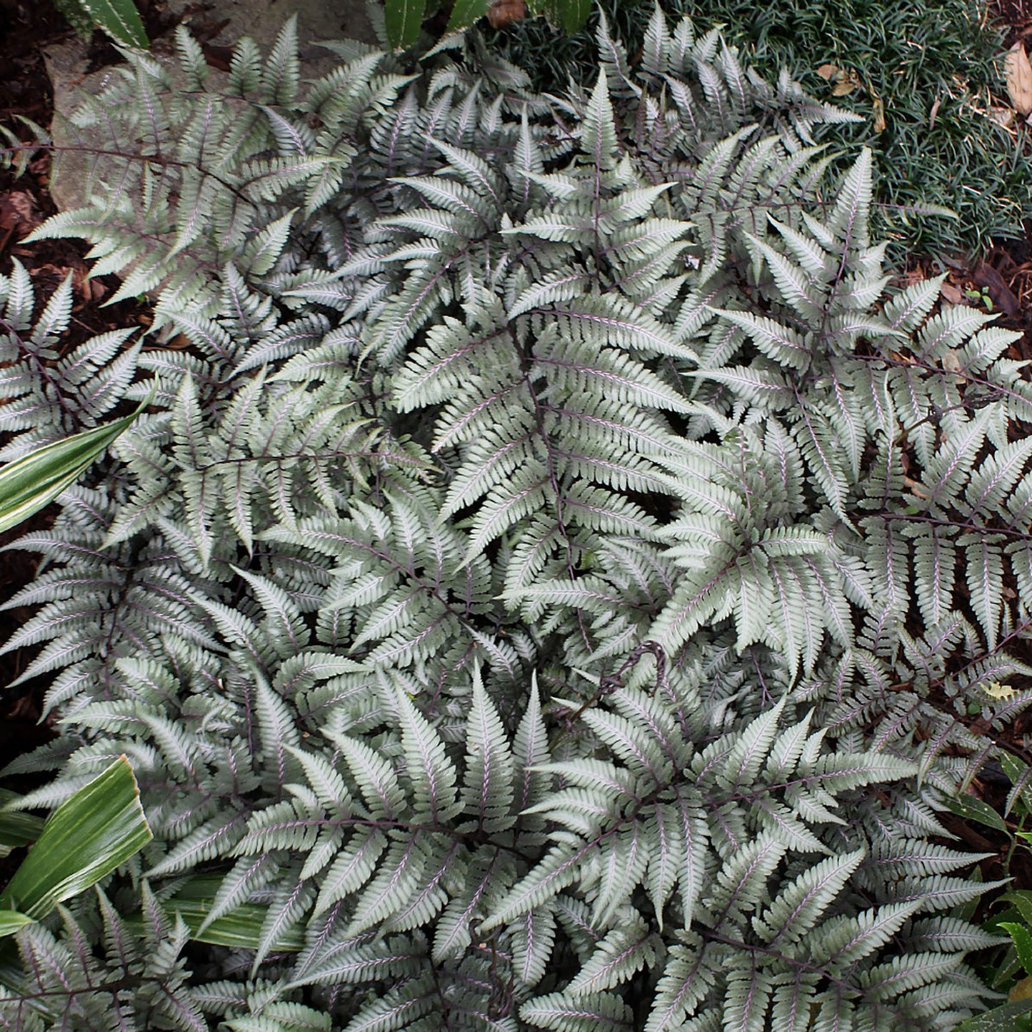 Giant Japanese Painted Fern 1 Gallon