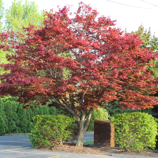 Buy Japanese maple Acer palmatum 'Orange Lace ('Sonkoot9') (PBR)