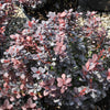 Concorde Japanese Barberry