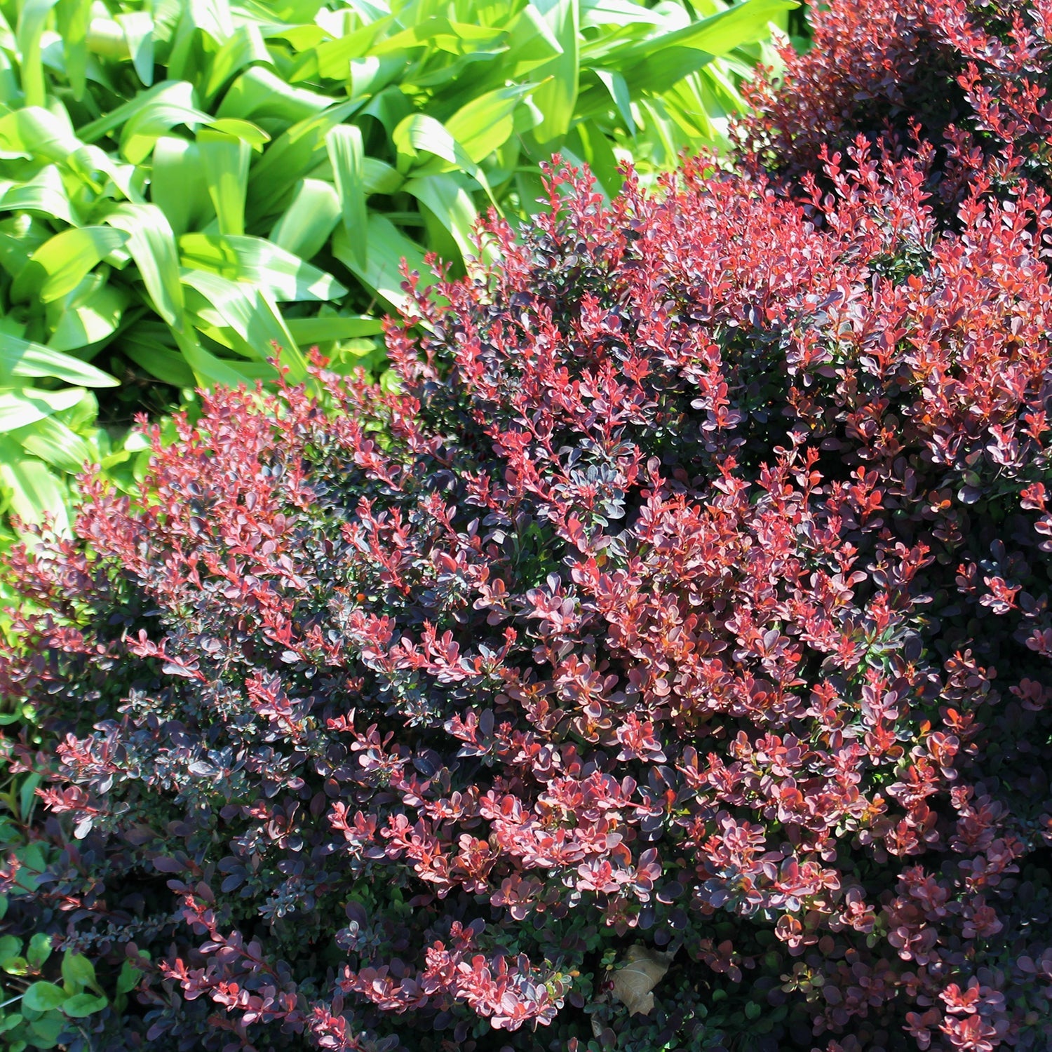 Image of Royal burgundy barberry leaves