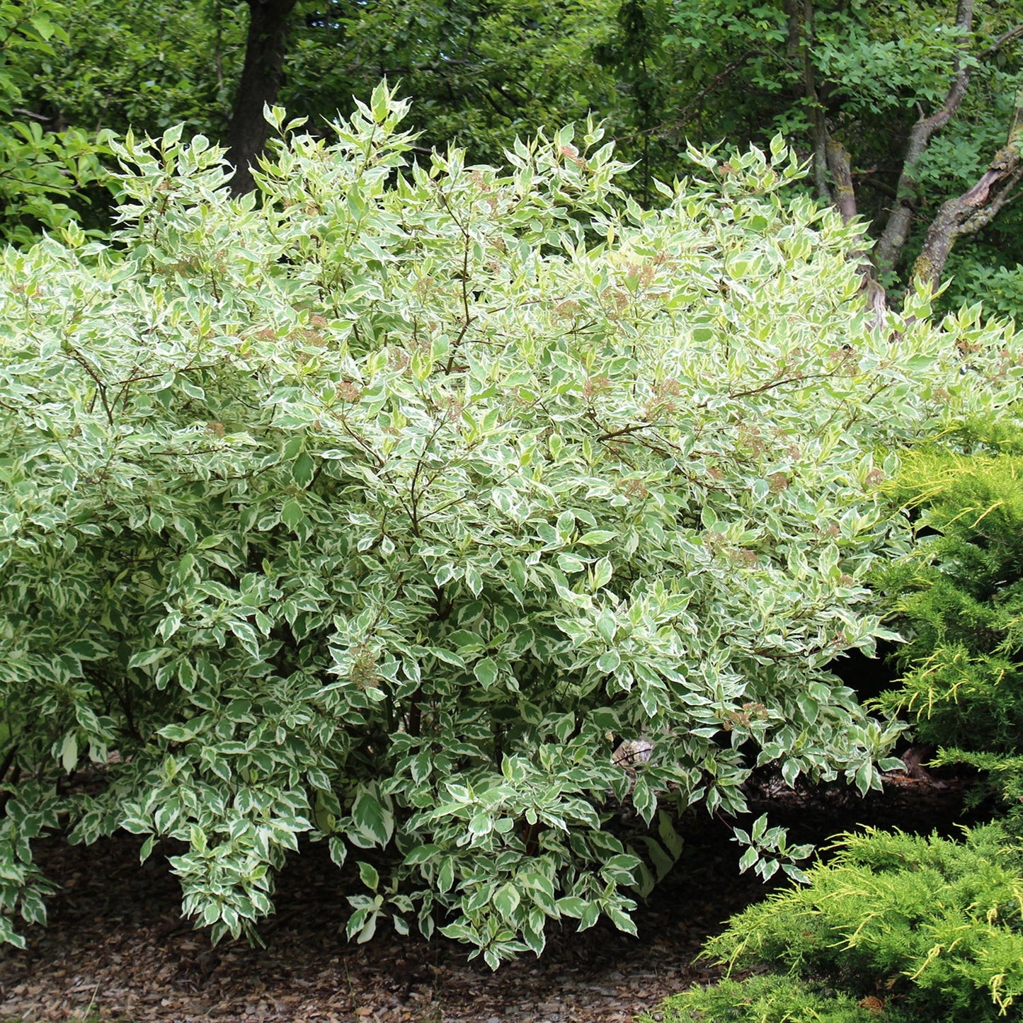 Silverleaf Dogwood