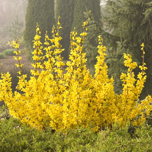 Magical Gold Forsythia