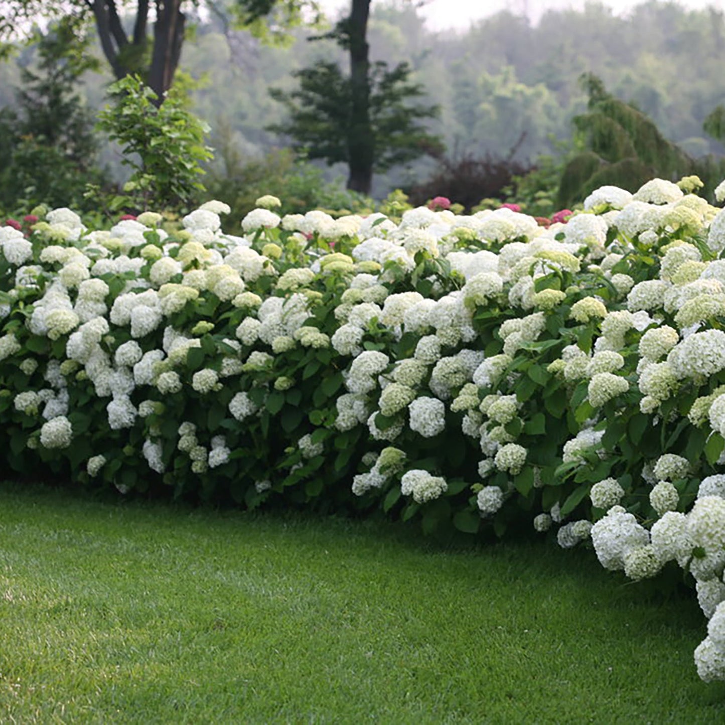 Incrediball Hydrangea