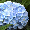 Blue Heaven Hydrangea