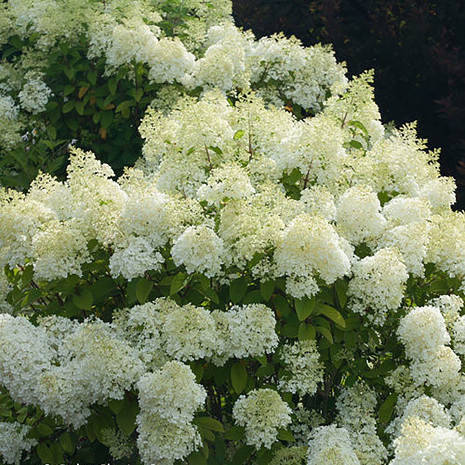 Bobo hydrangea store