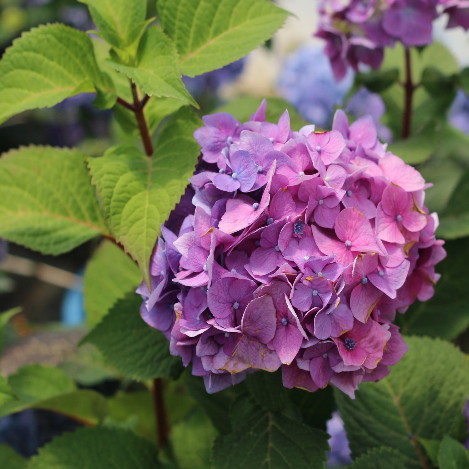 Bloomstruck Endless Summer Hydrangea – LandscapeDirect