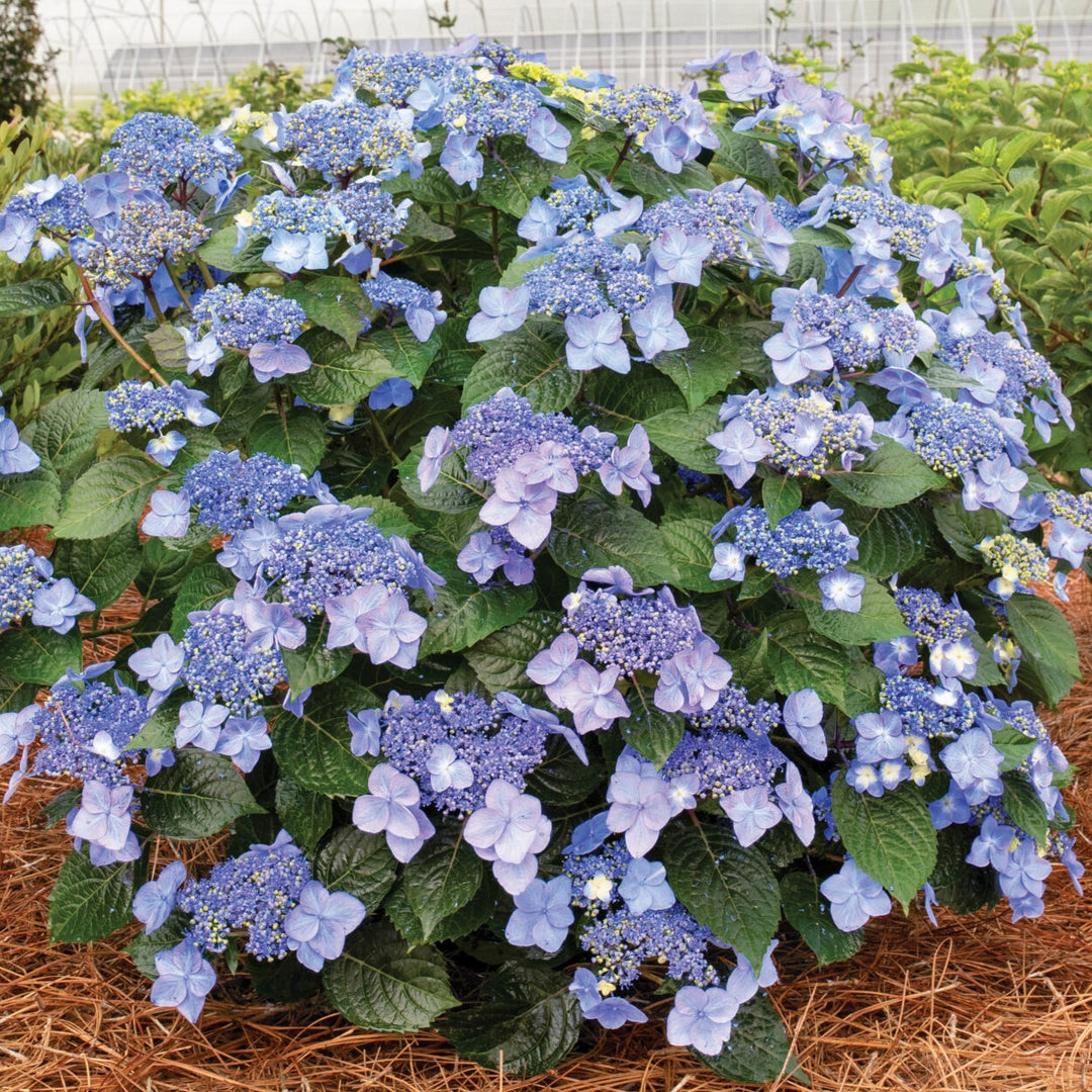 Pop Star - Endless Summer Hydrangea – LandscapeDirect