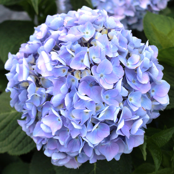 Twist-n-Shout Endless Summer Hydrangea