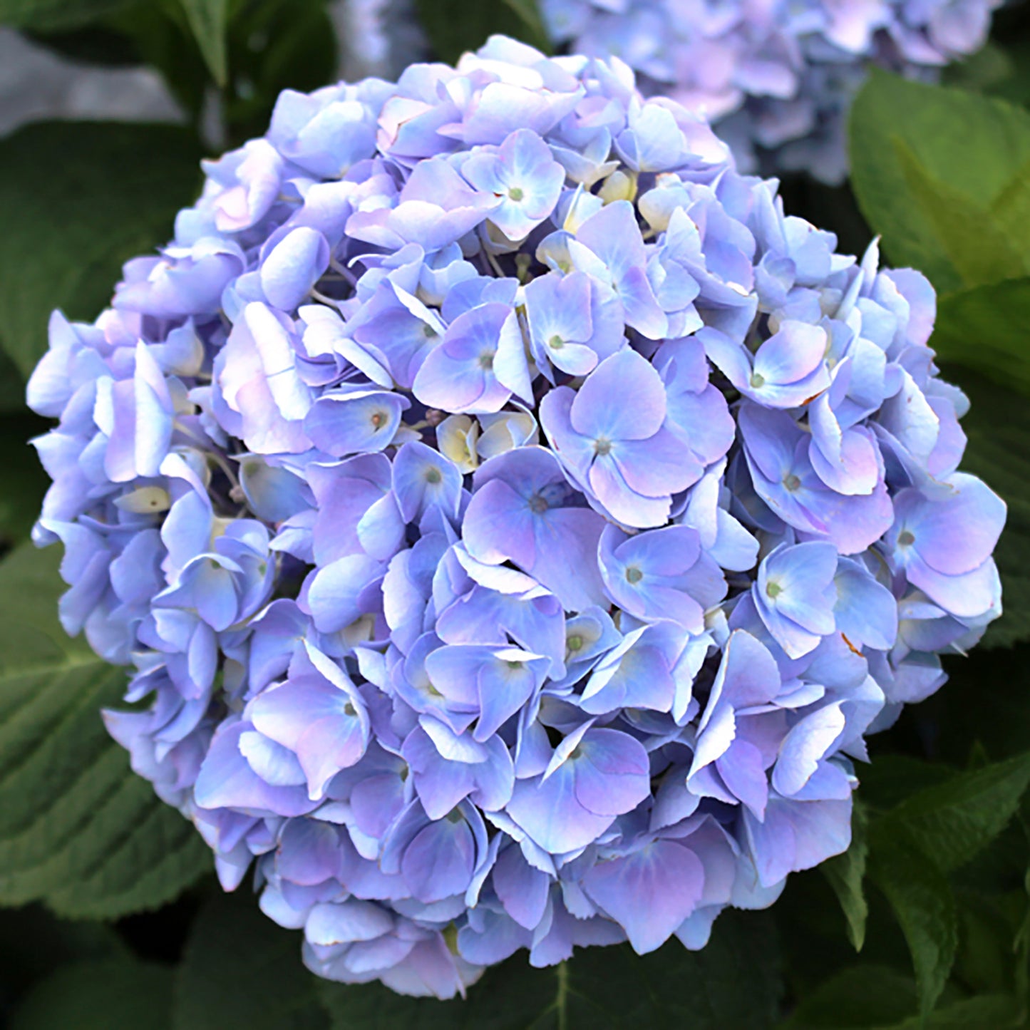 Endless Summer Hydrangea 2 Gallon