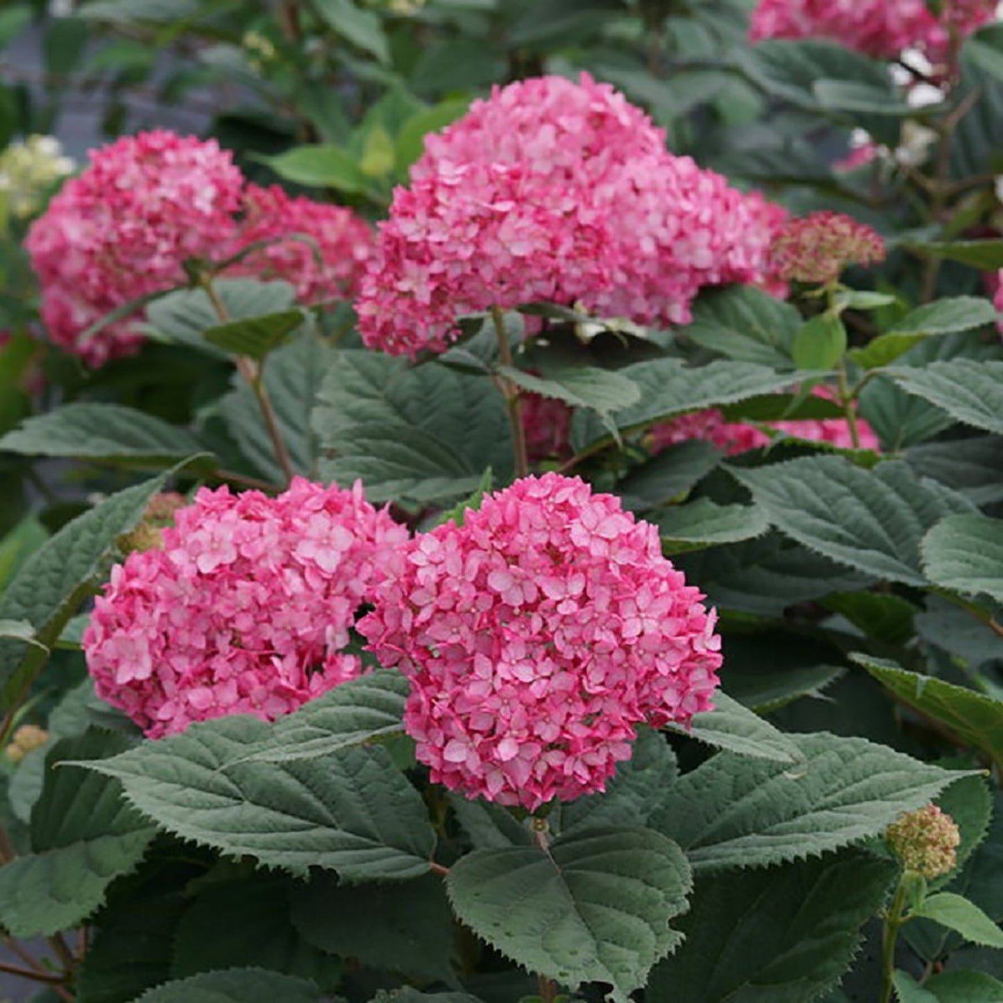 Invincibelle Ruby Smooth Hydrangea