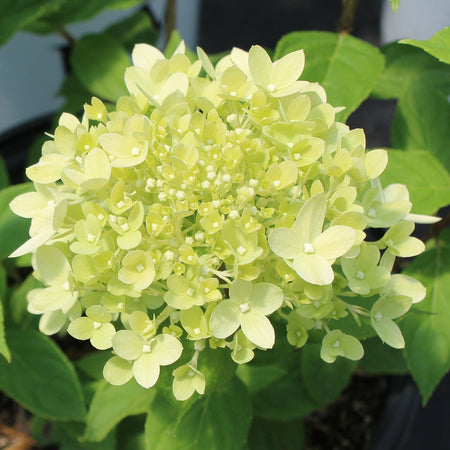 Buy hydrangea Hydrangea macrophylla Blushing Bride: £17.99 Delivery by  Crocus