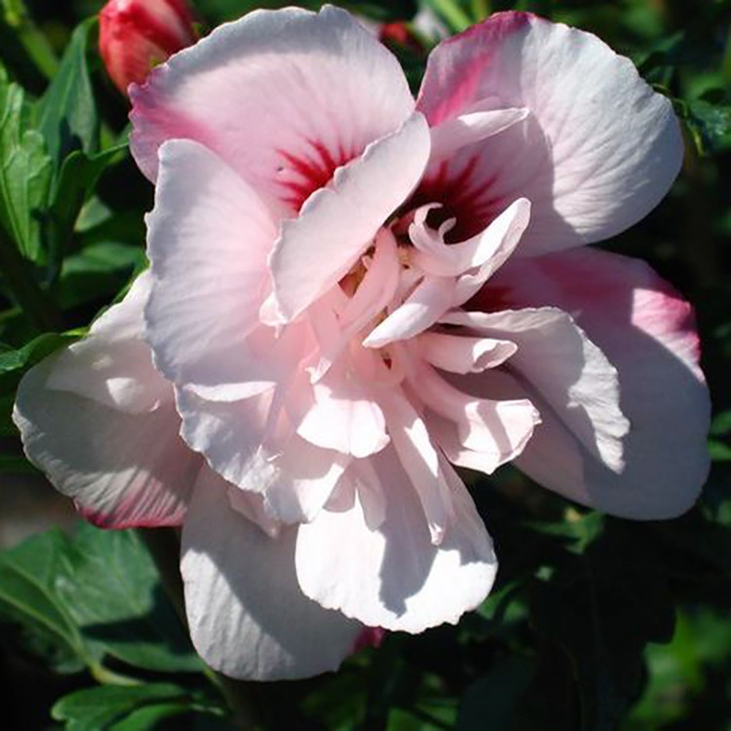 Morning Star Rose of Sharon/Althea