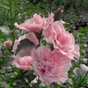 Pink Chiffon - Rose of Sharon