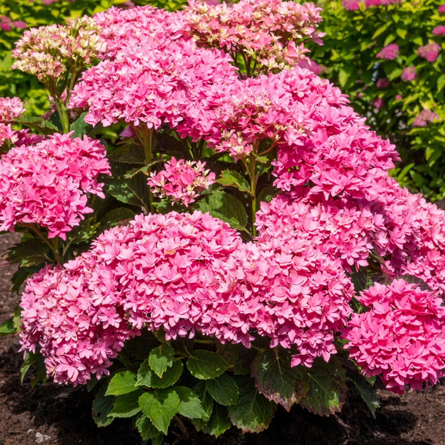 Image of Starfield hydrangea in full bloom