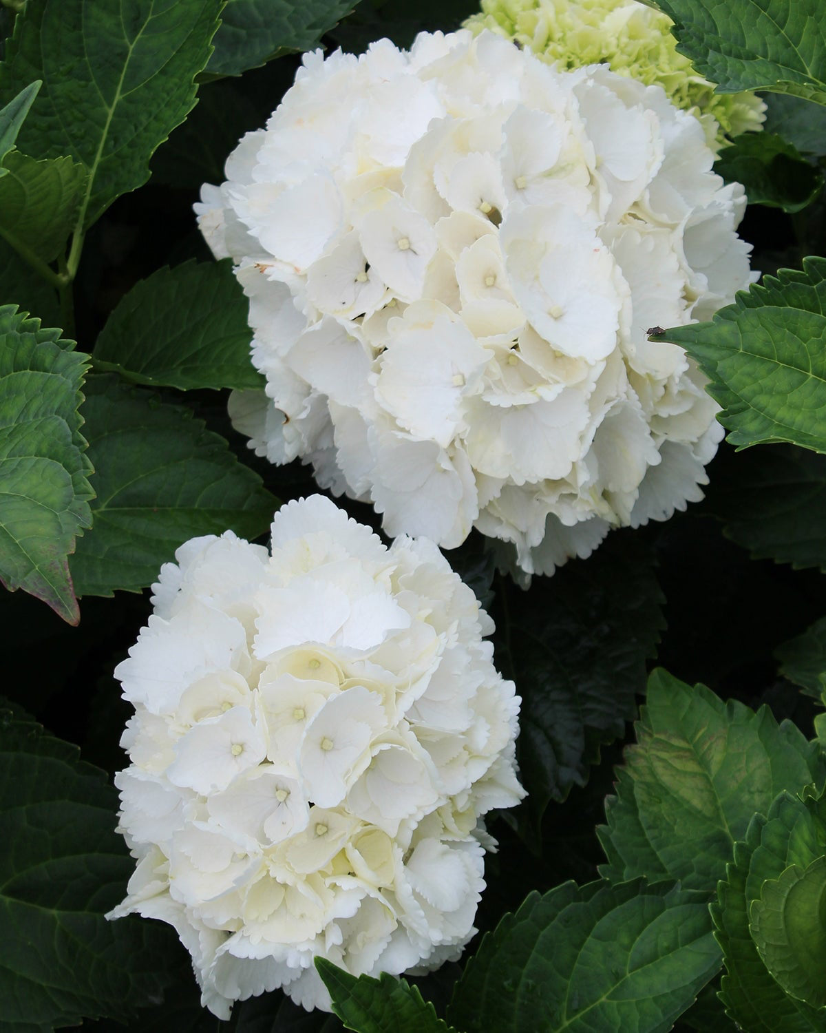 Galaxy White Hydrangea 2 Gallon