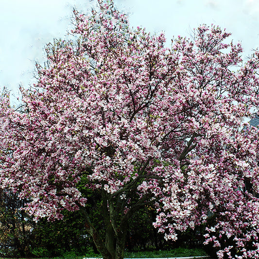 Saucer Magnolia 150cm