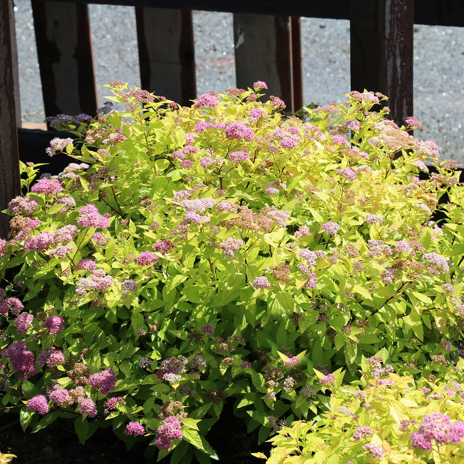 Image of Goldflame spirea with hostas