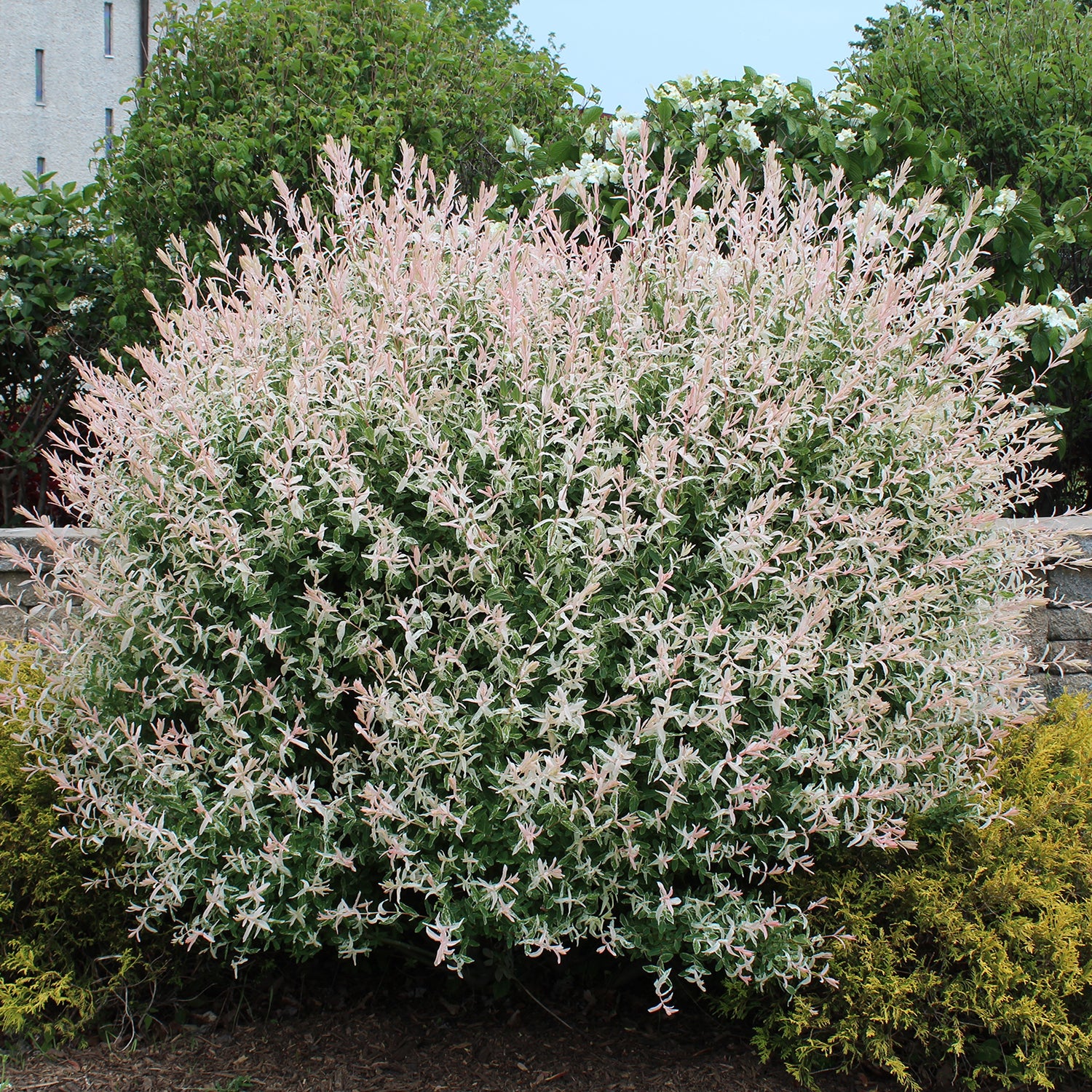 Image of Dappled willow shrub in flower