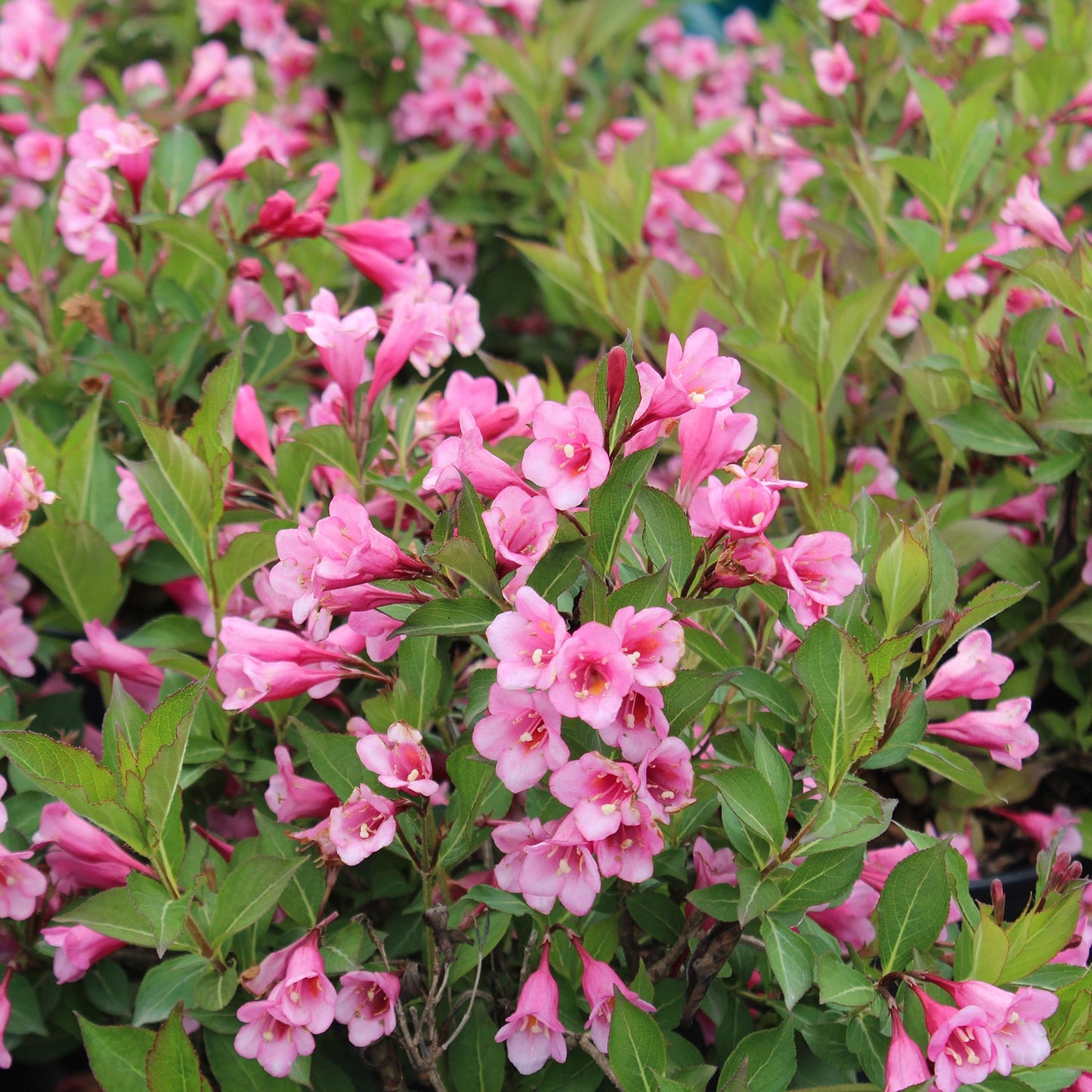 Minuet Weigela