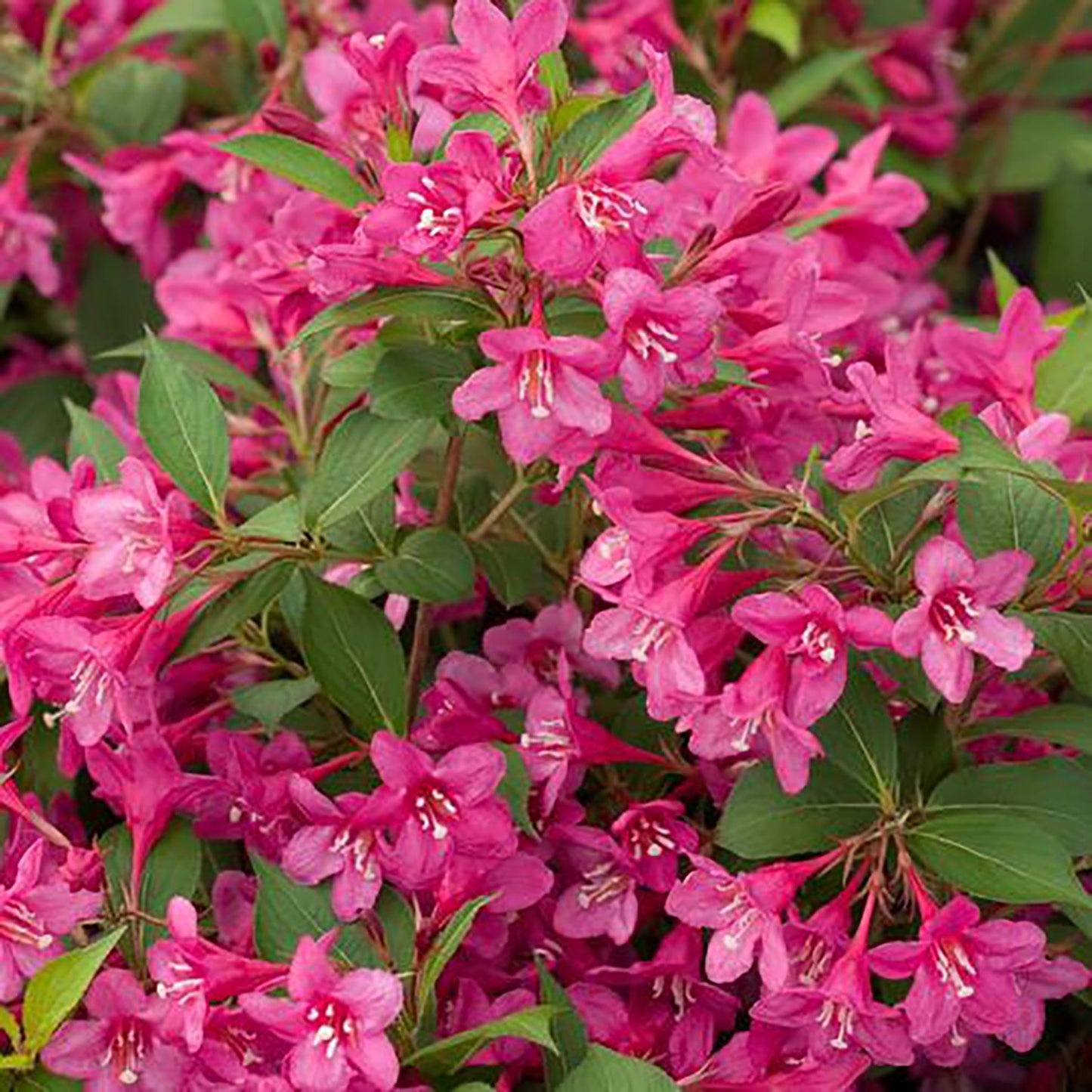 Pearl Reblooming Weigela