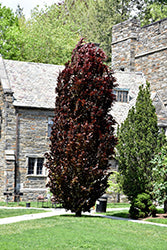 Red Obelisk Beech