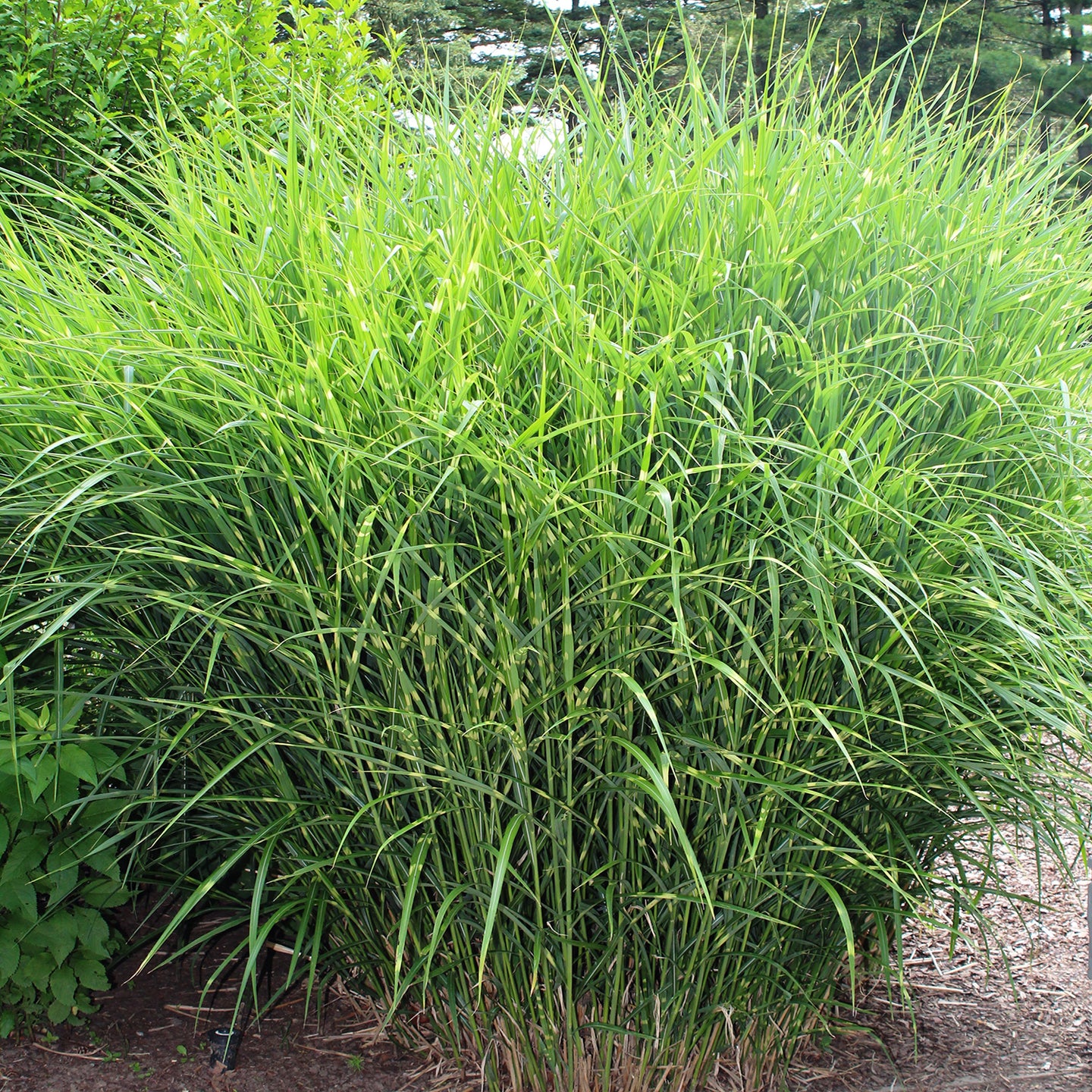 Dwarf Zebra Grass – LandscapeDirect