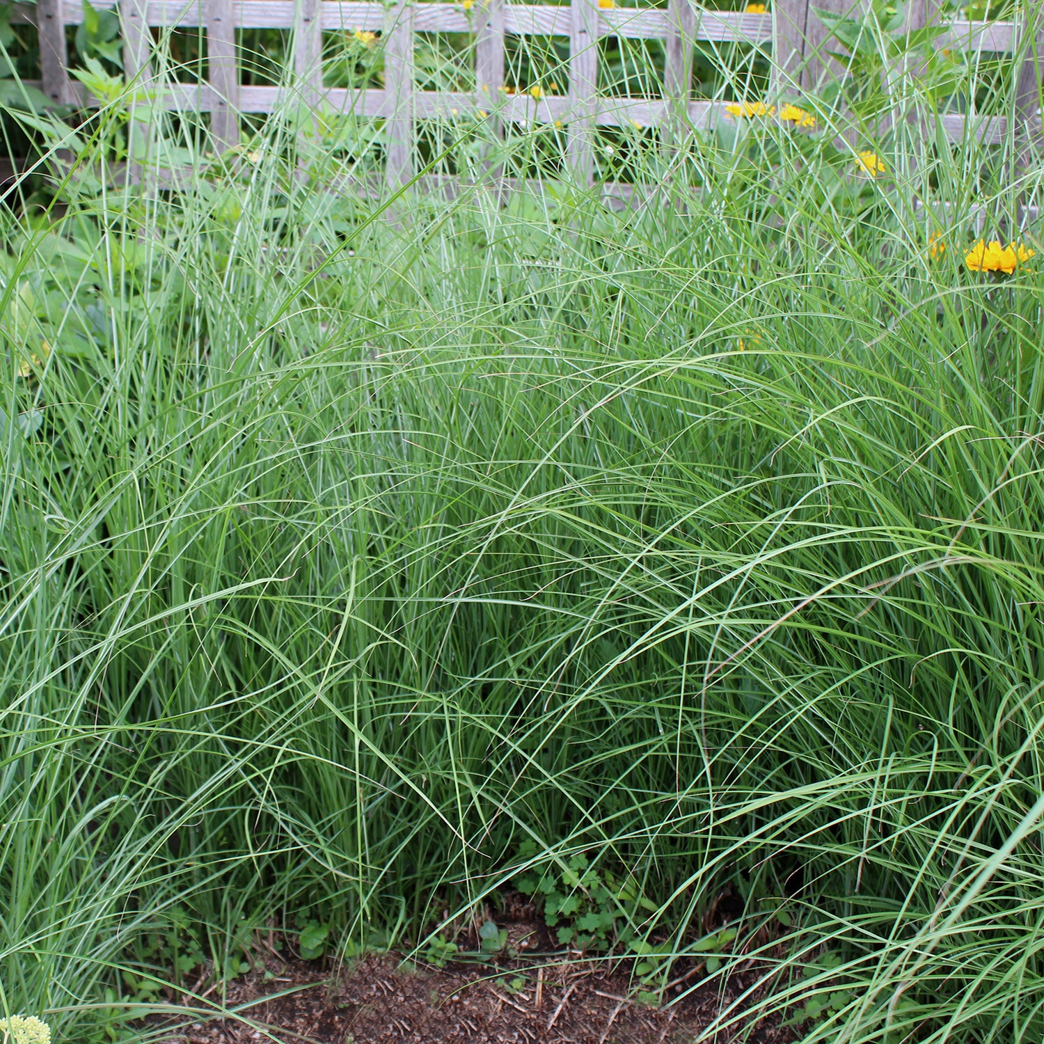 Maiden Grass 1 Gallon