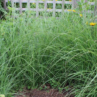 Maiden Grass 1 Gallon