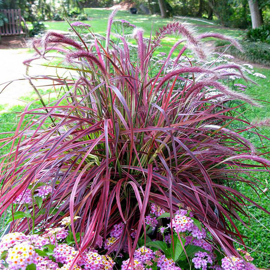 Variegated Purple Fountain Grass 1 Gallon