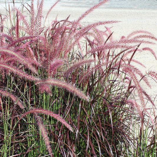 Purple Fountain Grass 1 Gallon