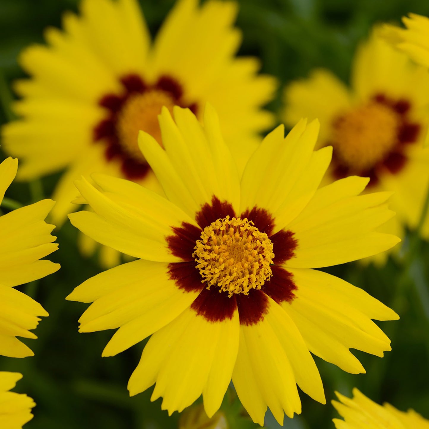 SunKiss Tickseed 1 Gallon