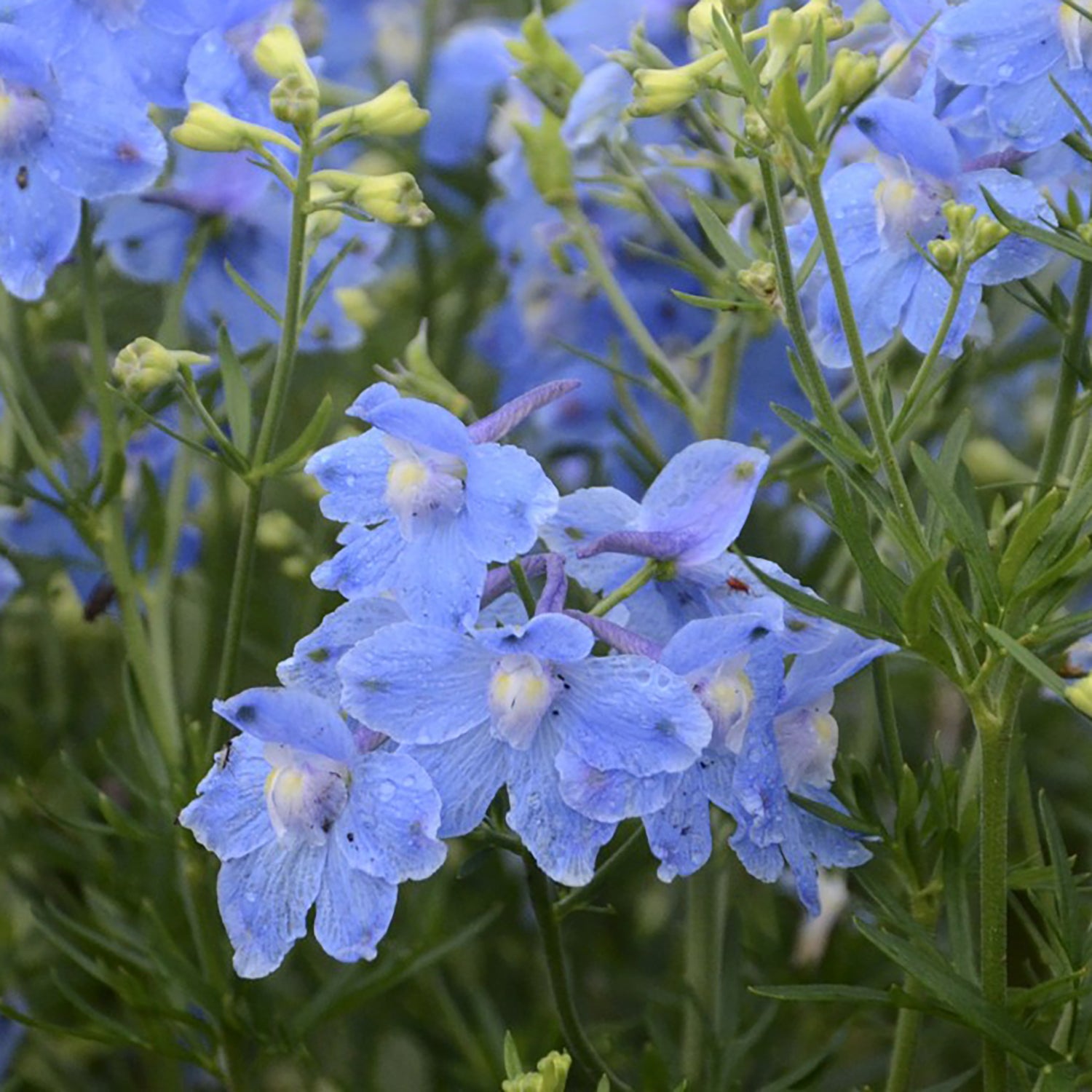 Image of Summer blues larkspur flower in full bloom