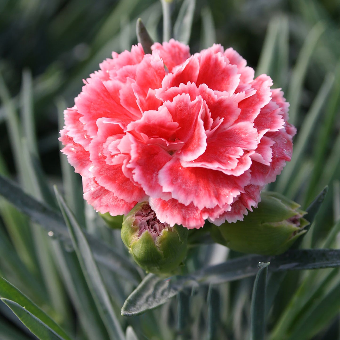 Coral Reef Pinks