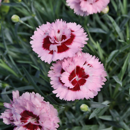 Dianthus - Light Pink