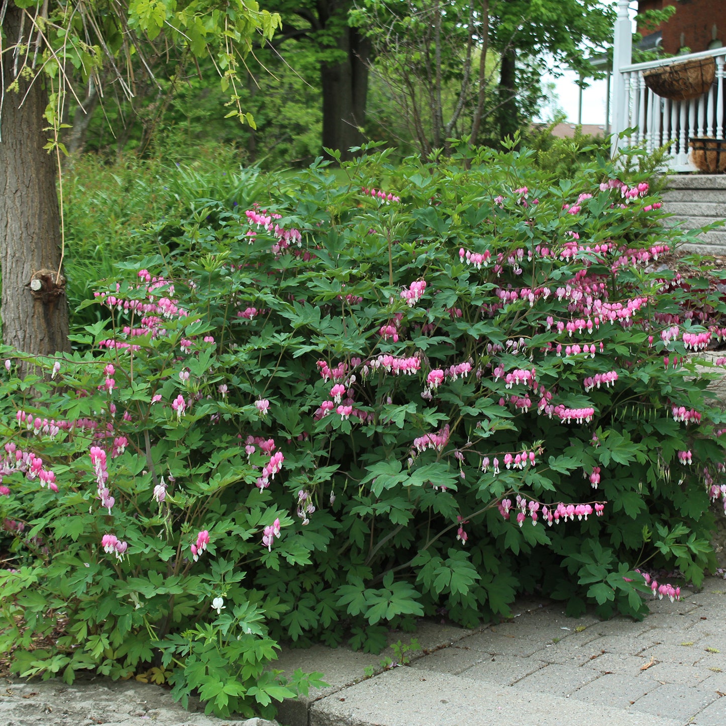 Bleeding Heart 1 Gallon