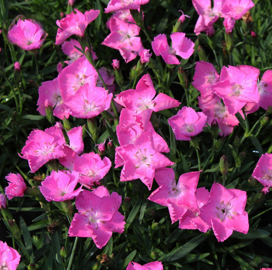 Dianthus Kahori Pink