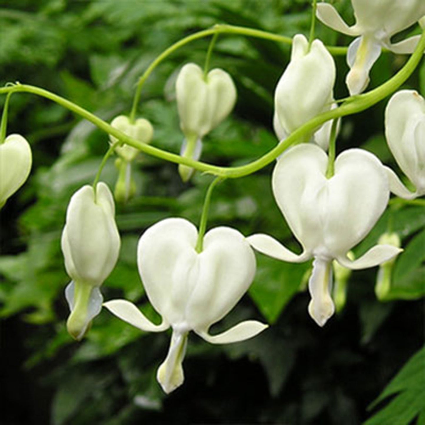 White Bleeding Heart 1 Gallon