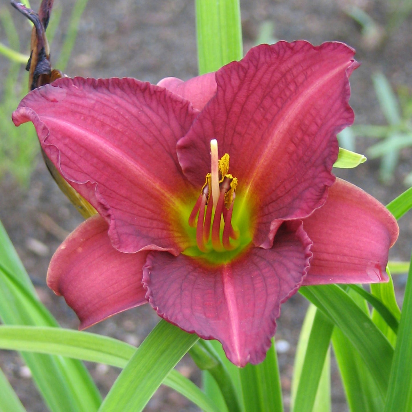 Purple d'Oro Daylily 1 Gallon