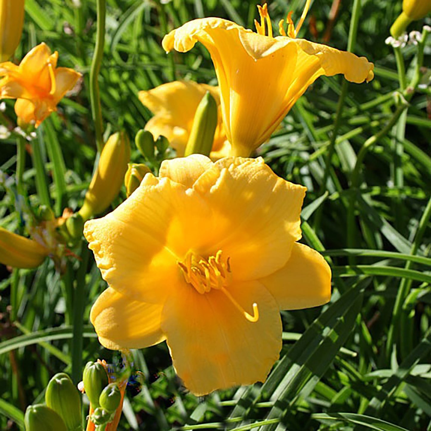 Stella de Oro Daylily 1 Gallon