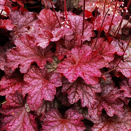 Berry Smoothie Coral Bells